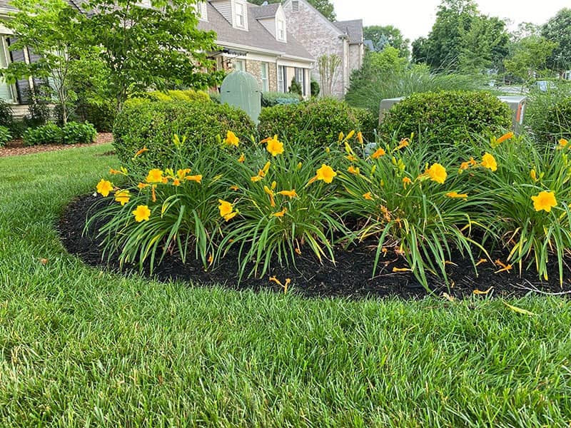yellow flowers and hedges in a mulch bed